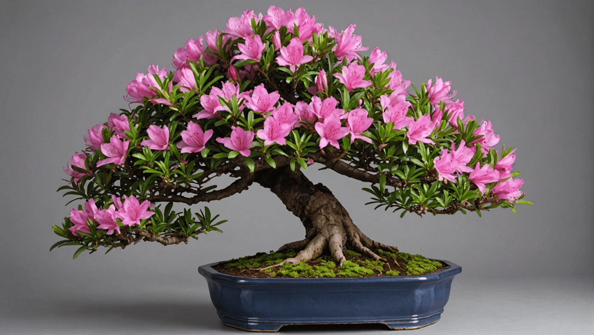 oppdag alt du trenger å vite om azalea bonsai (rhododendron): vedlikeholdsråd, priser, vannings- og beskjæringsteknikker for å forbedre planten din. lær hvordan du tar vare på denne praktfulle arten for å nyte den fullt ut!