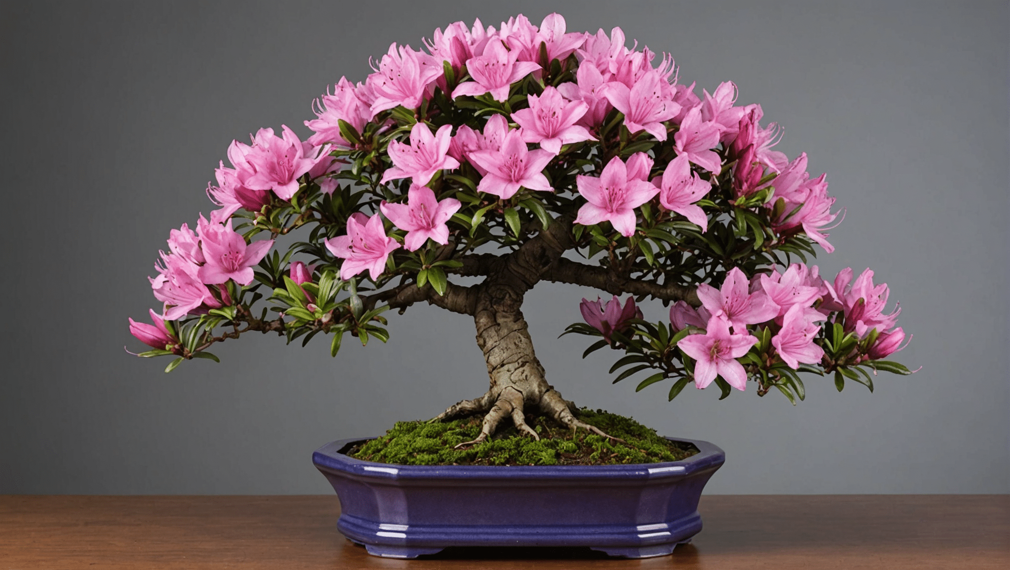 Ontdek alles wat u moet weten over de azalea (rhododendron) bonsai: verzorgingstips, prijssoorten, bewateringstips en snoeitechnieken om de gezondheid en schoonheid van uw plant te garanderen.