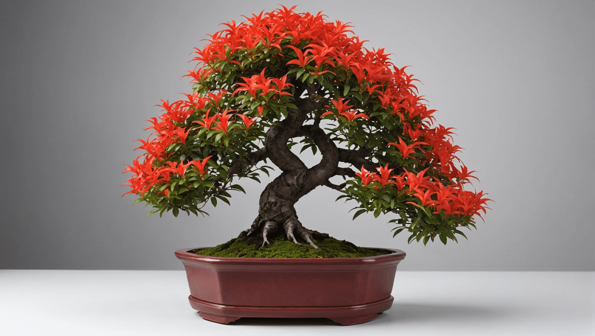 discover everything you need to know about the burning bush bonsai: care tips, prices, watering methods and pruning techniques to optimize the health and beauty of your bonsai.