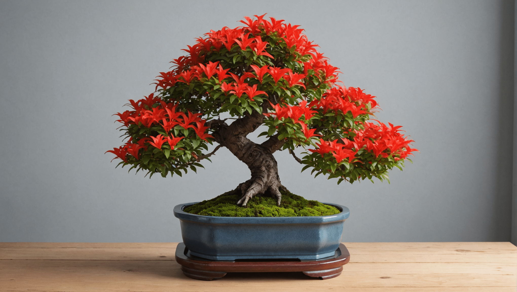 opdag alt, hvad du behøver at vide om den brændende busk-bonsai: vedligeholdelsestips, prisoplysninger, tips til optimal vanding og beskæringsteknikker for at sikre dens skønhed og sundhed.