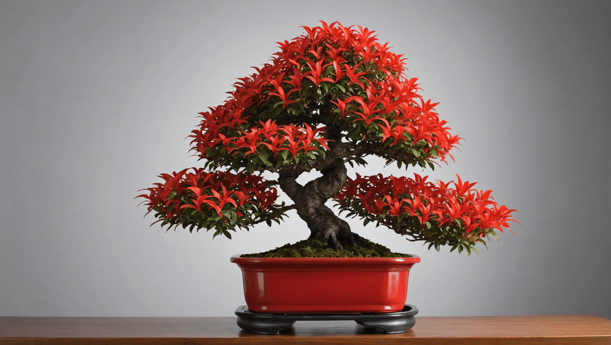 Entdecken Sie alles, was Sie über den Brennbusch-Bonsai wissen müssen: Pflegetipps, Preisführer, Bewässerungstipps und Schnitttechniken. Erfahren Sie, wie Sie diese prächtige Pflanze zu einem zentralen Element Ihrer Dekoration machen.