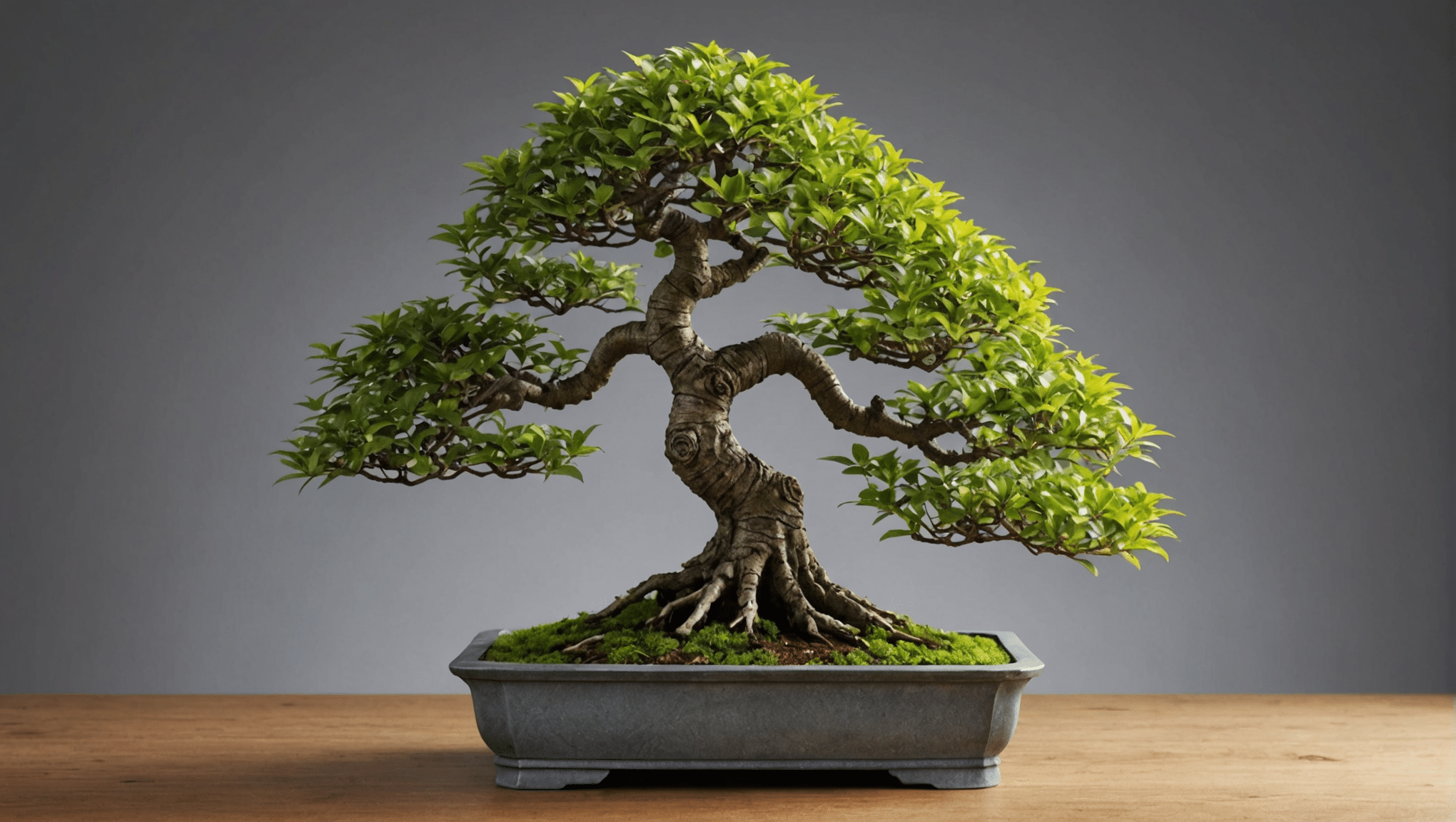 nemokake kabeh babagan bonsai hornbeam (carpinus): tips pangopènan, tips mbanyoni, Techniques pruning lan informasi rega kanggo bonsai sehat.