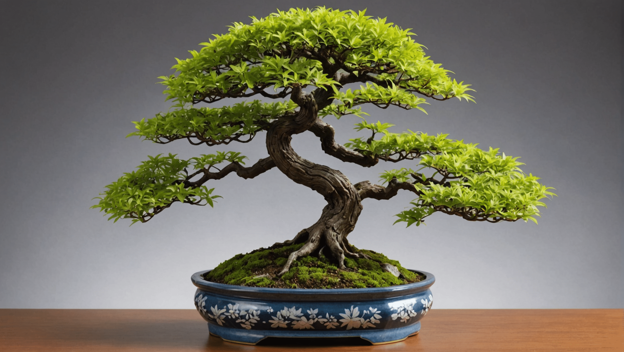 discover everything you need to know about the Japanese maple bonsai: care tips, watering strategies, pruning techniques and price ranges. learn how to enhance your bonsai and ensure its good health to fully enjoy it.