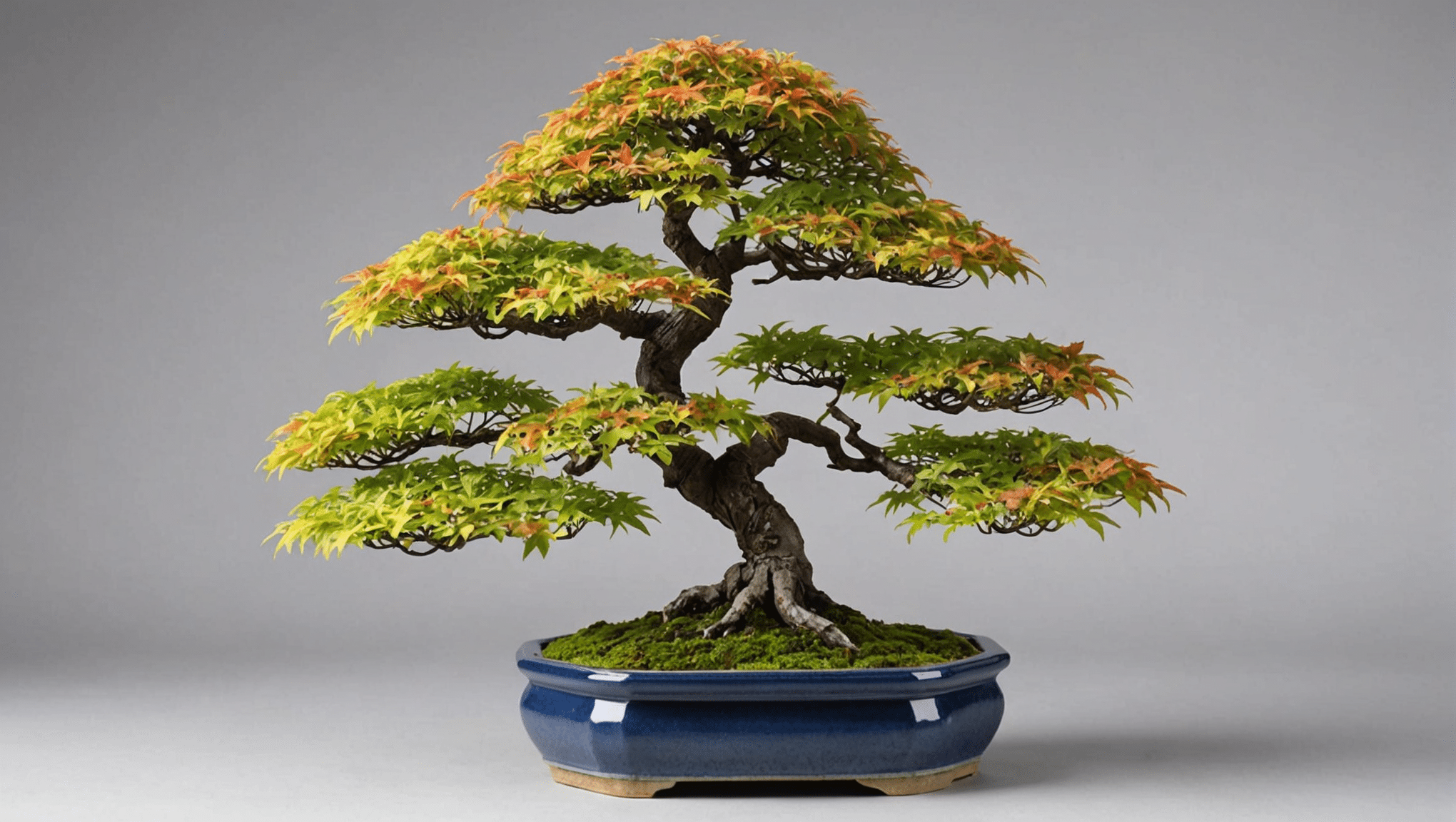 nemokake kabeh sing perlu kanggo ngerti bab bonsai maple Jepang: tips care, tips mbanyoni, Techniques pruning lan informasi rega. sinau carane nambah wit miniatur iki karo godhong-godhongan enom sregep lan nggawa tutul zen kanggo interior.