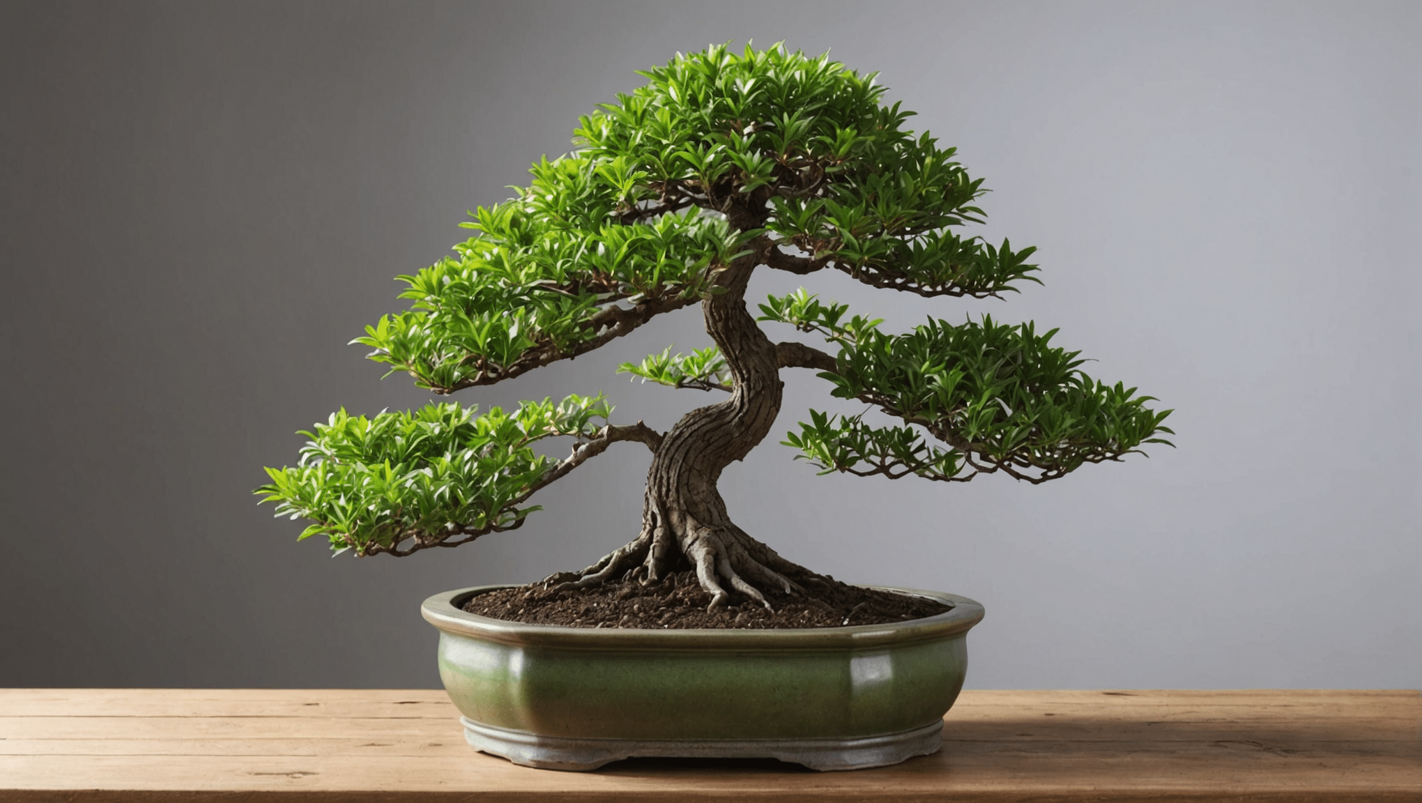 discover everything you need to know about the false pepper tree bonsai: maintenance tips, prices, watering techniques and pruning tips to keep your plant in good health. optimize the beauty of your bonsai with our expert recommendations.