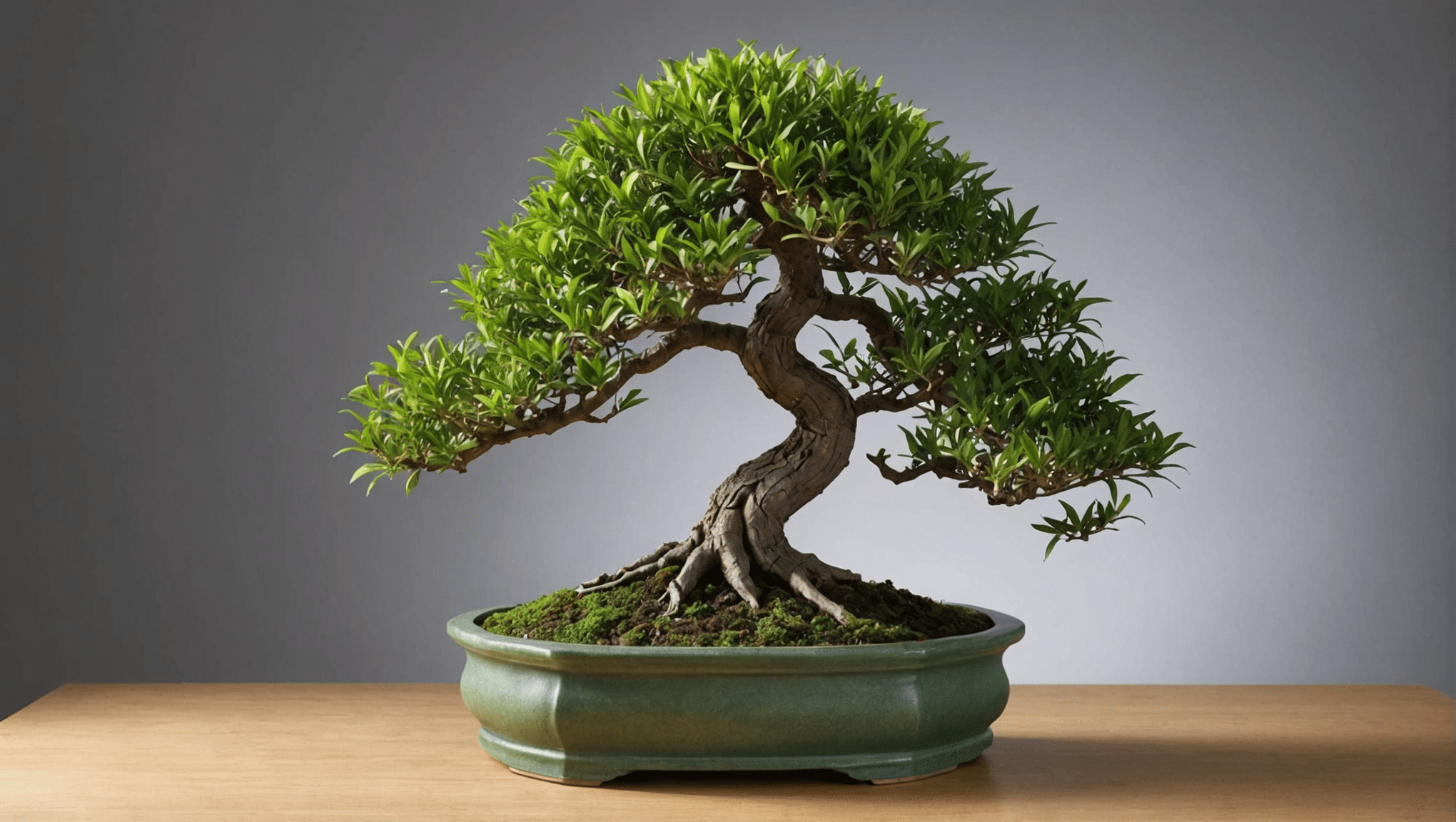 Entdecken Sie alles, was Sie über den falschen Pfefferbaum-Bonsai wissen müssen: Pflegetipps, Preisführer, Bewässerungstipps und Schnitttechniken. Erfahren Sie, wie Sie diese prächtige Zimmerpflanze pflegen, um Ihren Raum zu verschönern.