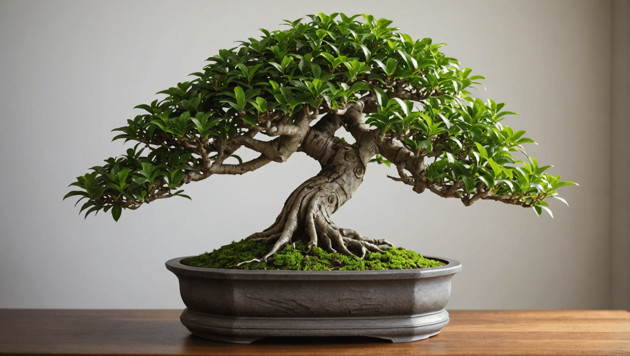 discover everything you need to know about the ficus bonsai: care tips, prices, watering techniques and pruning tips. learn how to take care of your bonsai so that it thrives and beautifies your interior.