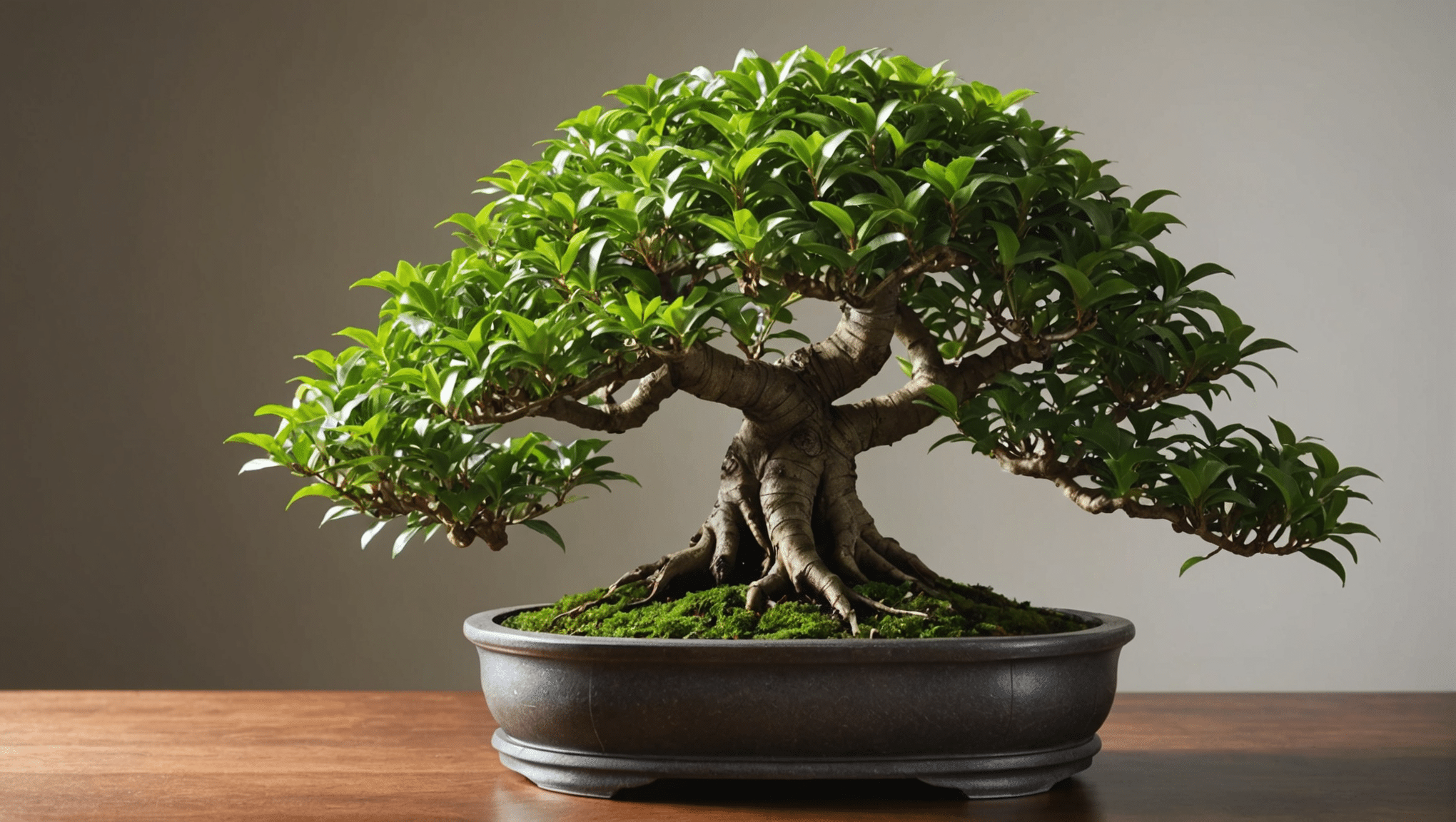 discover everything you need to know about the ficus bonsai: care tips, prices, watering techniques and pruning tips to ensure healthy and aesthetic growth of your plant.