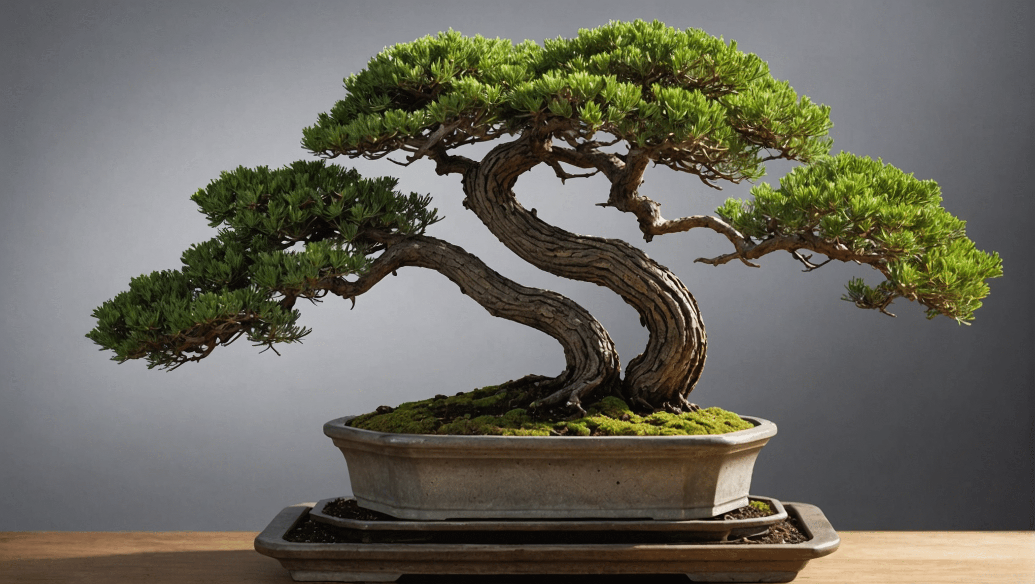 opdag alt om enebærbonsai (juniperus): plejetips, prisoplysninger, vandingsteknikker og beskæringsråd for at holde din bonsai ved godt helbred.