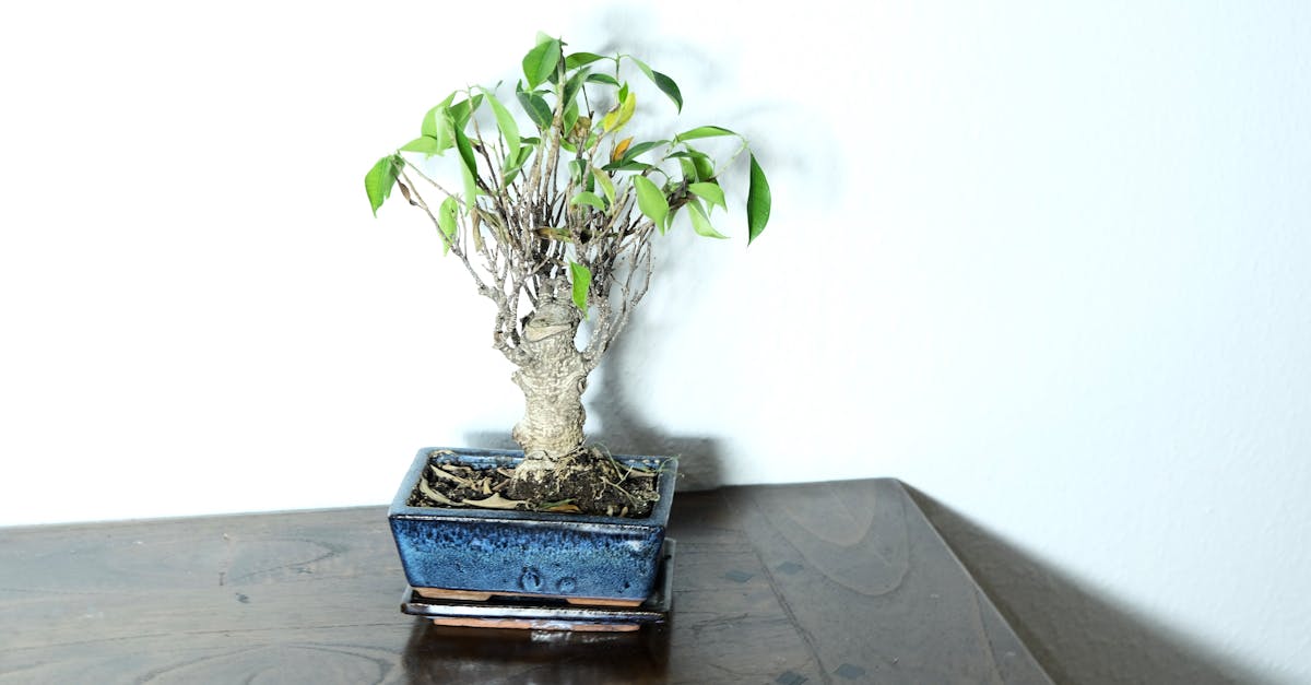 découvrez l'art ancestral du bonsaï et apprenez à cultiver et entretenir ces magnifiques arbres en pot. trouvez des conseils pour choisir, tailler et soigner votre bonsaï.