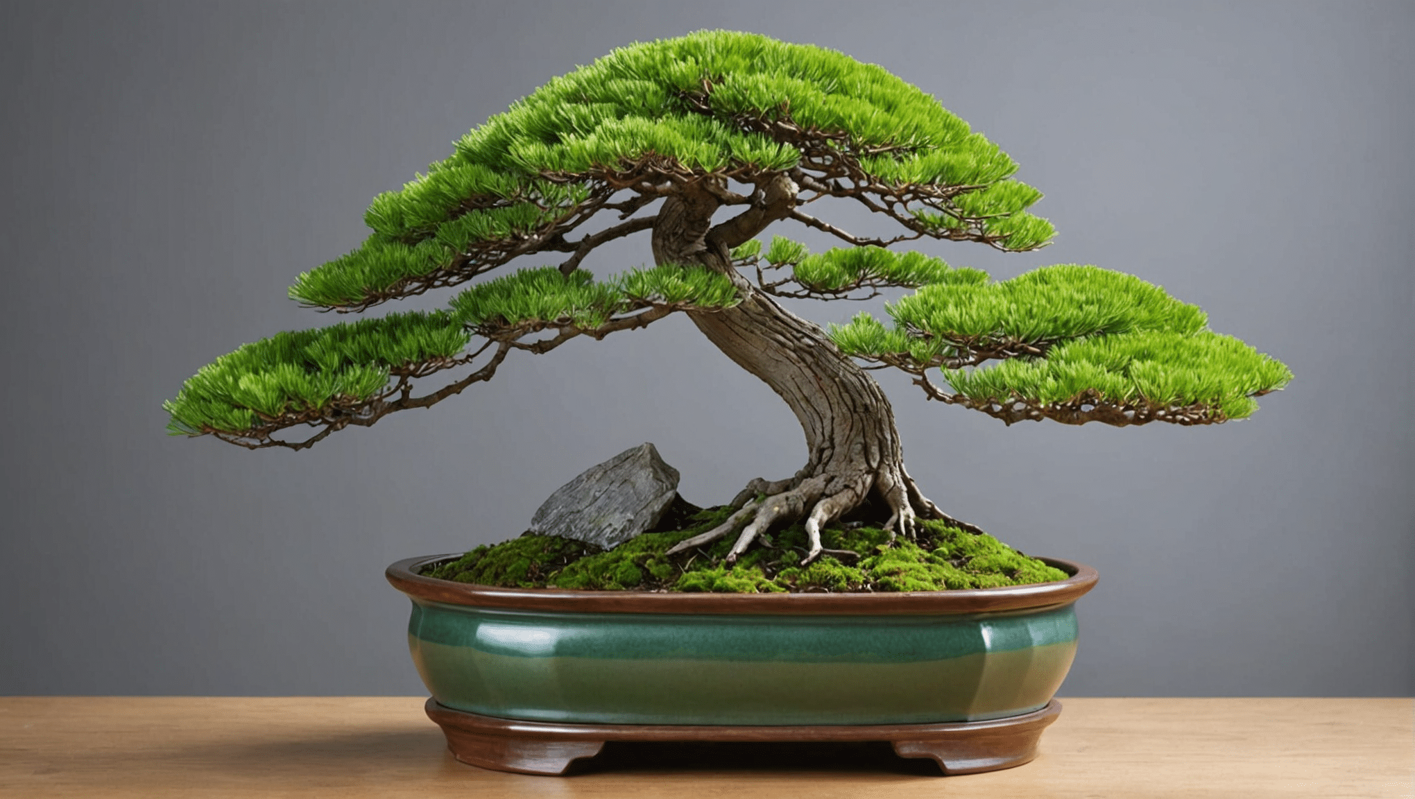 ontdek alles wat u moet weten over de lariksbonsai (larix, pseudolarix): onderhoudsadvies, prijzen, bewateringstechnieken en snoeitips om uw bonsai te verfraaien. Lees meer over de juiste verzorging om een ​​optimale groei en een prachtige esthetiek te garanderen.