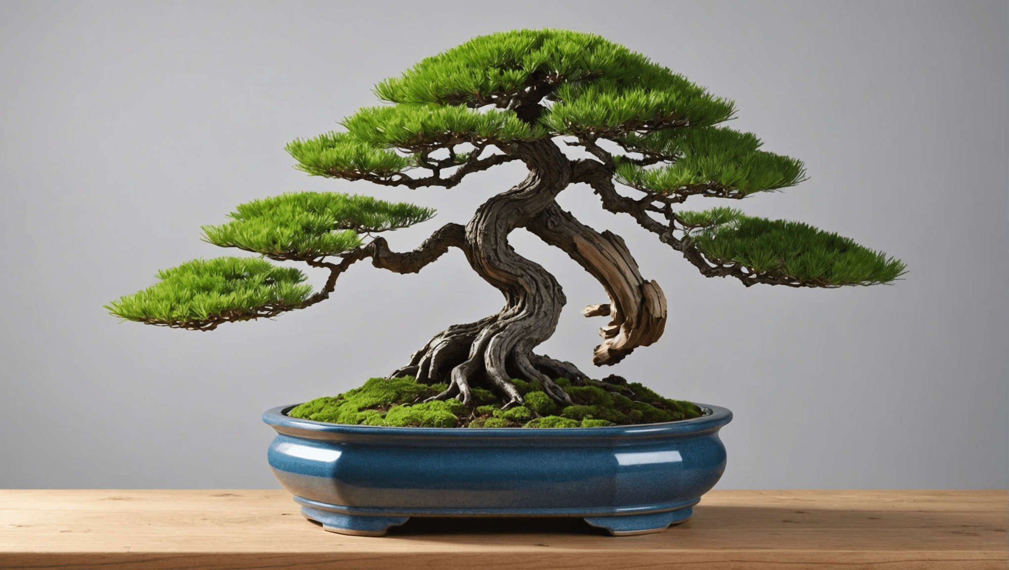 discover everything you need to know about the larch bonsai: maintenance tips, prices, watering techniques and pruning methods to ensure its health and beauty.