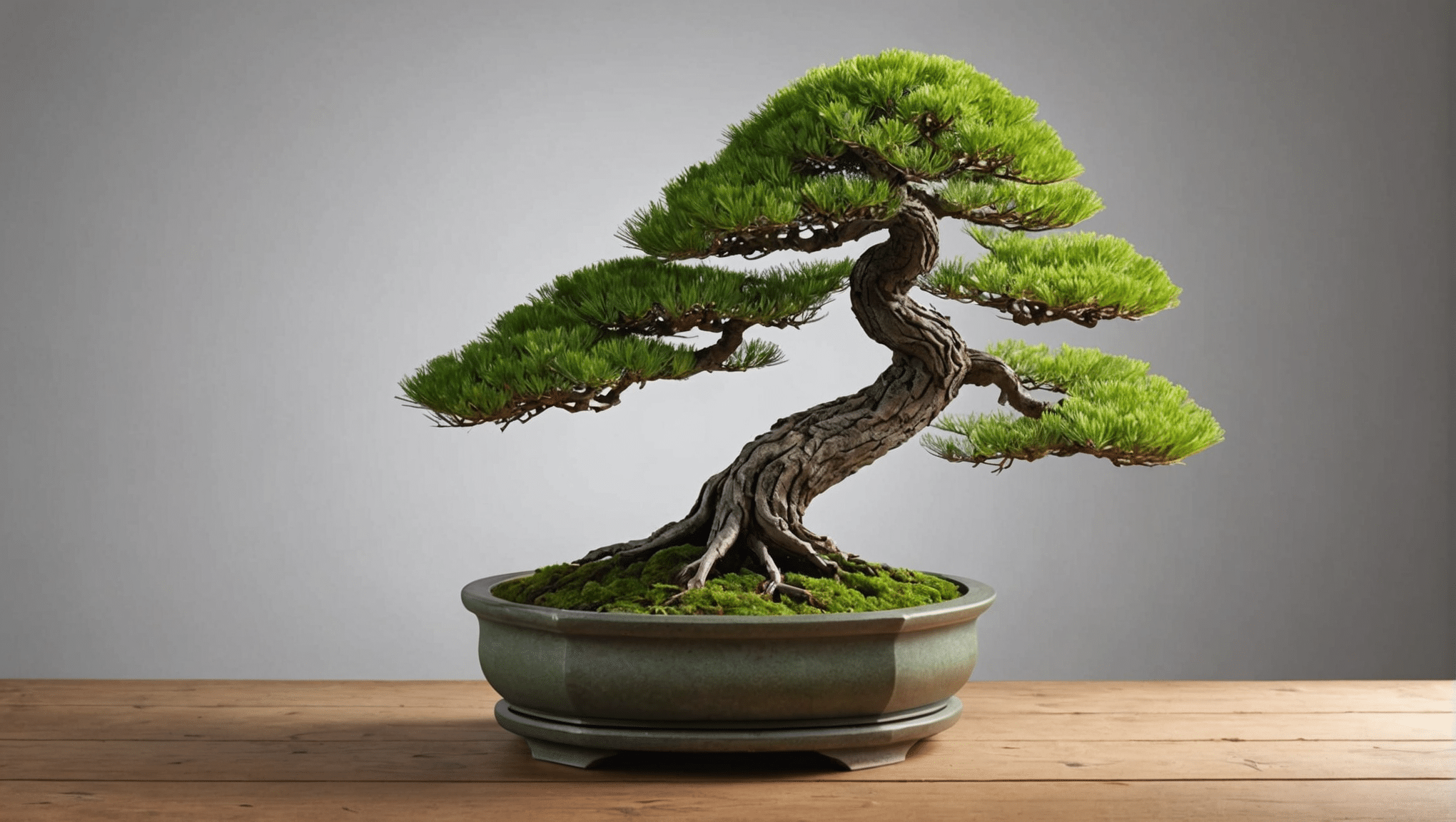 discover everything you need to know about the larch bonsai: care tips, prices, watering tips and pruning techniques to make this magnificent plant thrive. learn how to take care of your bonsai and give it a beautiful shape.