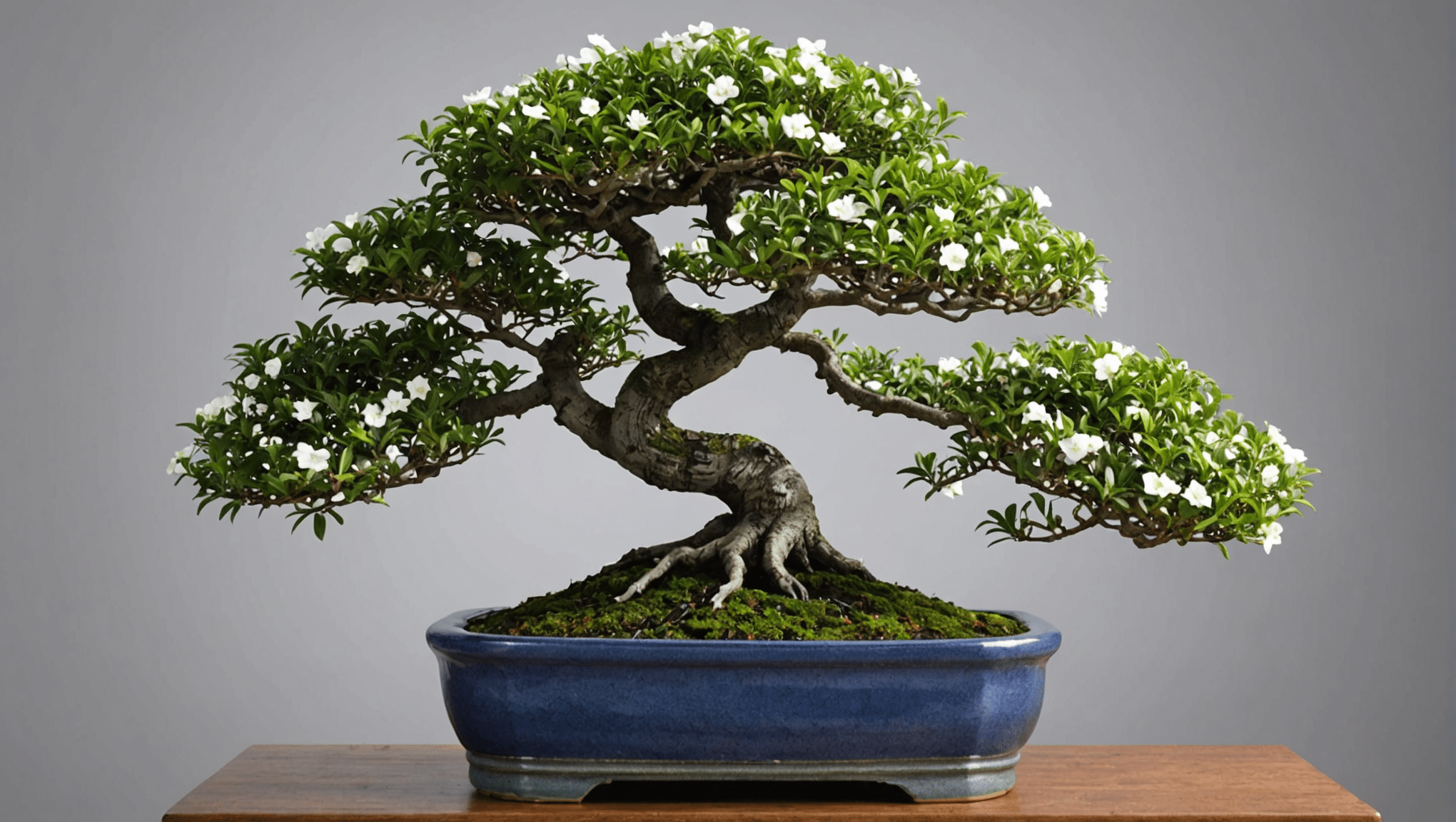 discover all the tips for maintaining your June snow bonsai (serissa): watering, pruning, prices and tips to guarantee optimal health and beauty all year round.