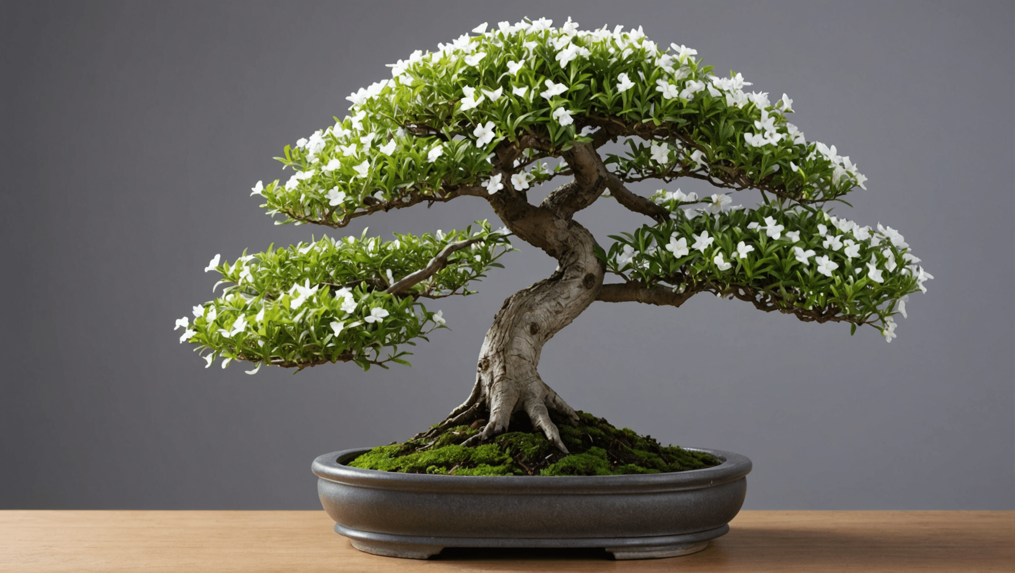 oppdag alt du trenger å vite om junisnøbonsai (serissa): komplett veiledning om vedlikehold, prisråd, vanningstips og beskjæringsteknikker for en sunn bonsai.