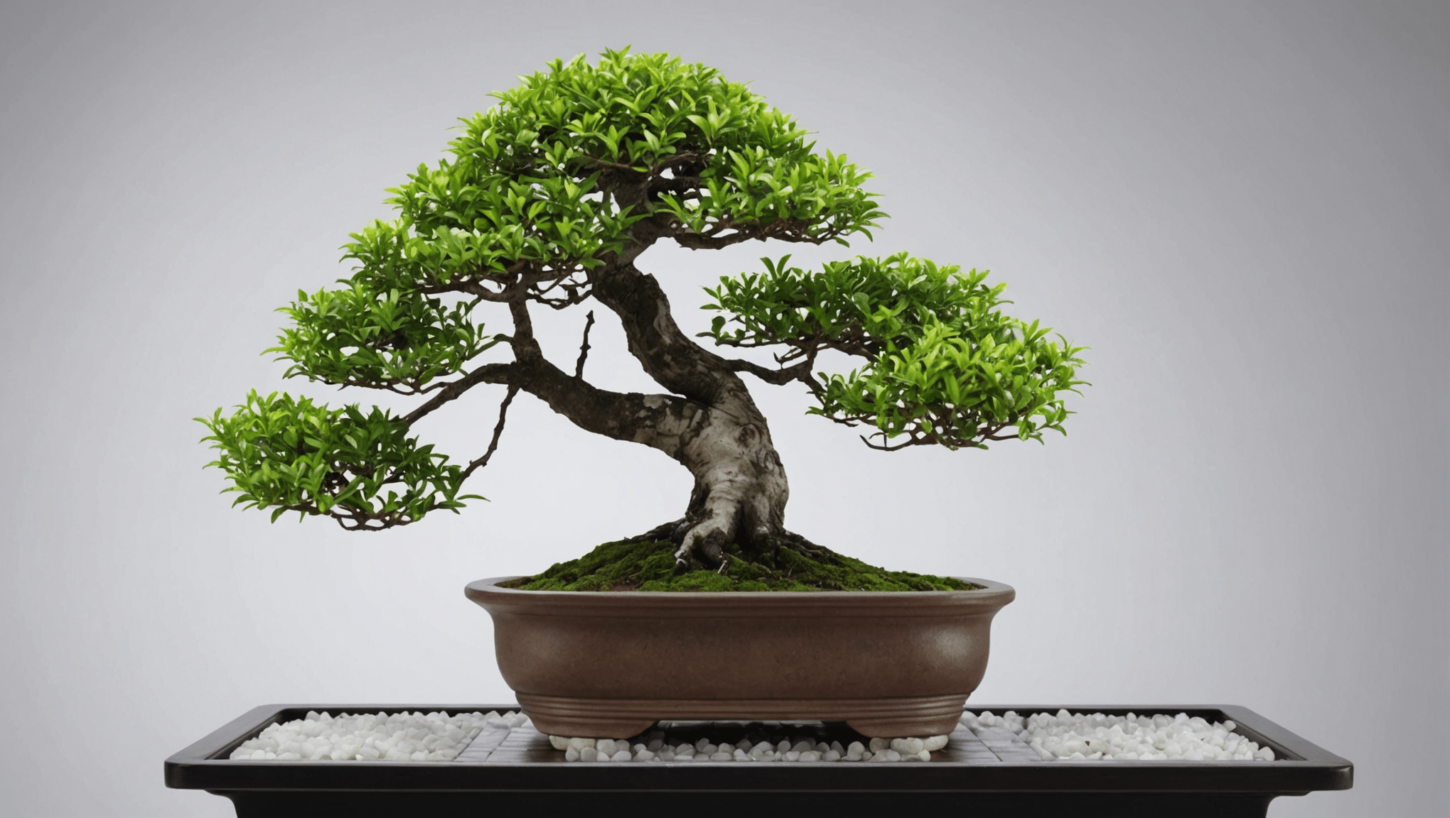 Entdecken Sie alles, was Sie über den Juni-Schneebonsai (Serissa) wissen müssen: Pflegetipps, Bewässerungsempfehlungen, Schnitttechniken und Preisinformationen. Verbessern Sie Ihre gärtnerischen Fähigkeiten und geben Sie Ihrem Bonsai die Pflege, die er verdient.