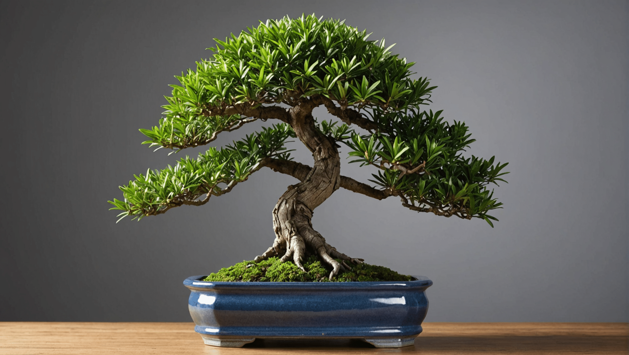 ontdek alle geheimen van de podocarpus-bonsai: leer hoe u hem effectief kunt onderhouden, stel een budget op voor de aanschaf ervan en beheers de bewaterings- en snoeitechnieken om uw bonsai in goede gezondheid te houden.