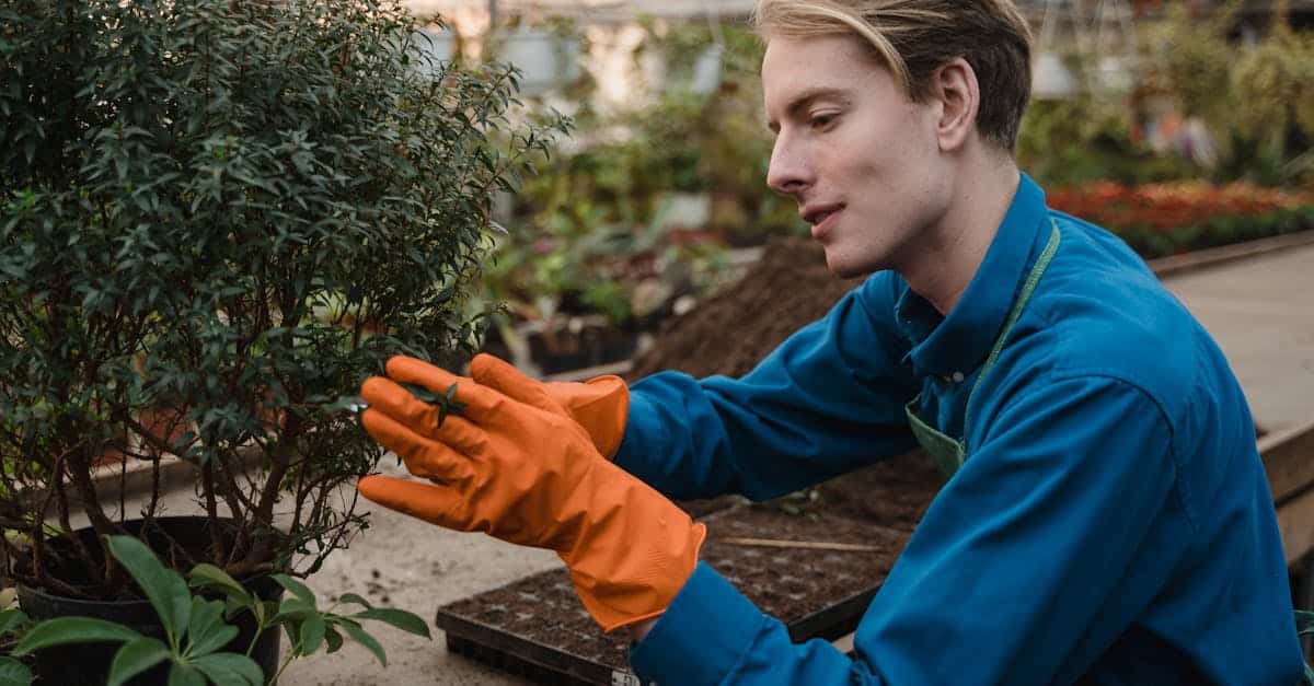 découvrez l'art de la taille des bonsaïs avec nos conseils pratiques et astuces pour entretenir vos arbres miniatures. apprenez les techniques essentielles pour favoriser la croissance et la beauté de votre bonsaï.