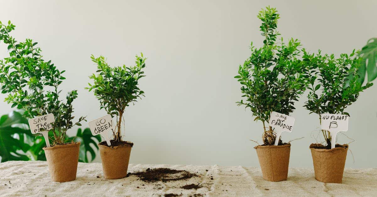 découvrez les secrets de la culture des bonsaïs d'intérieur et apprenez à prendre soin de ces magnifiques plantes avec notre guide complet sur le jardinage des bonsaïs d'intérieur.