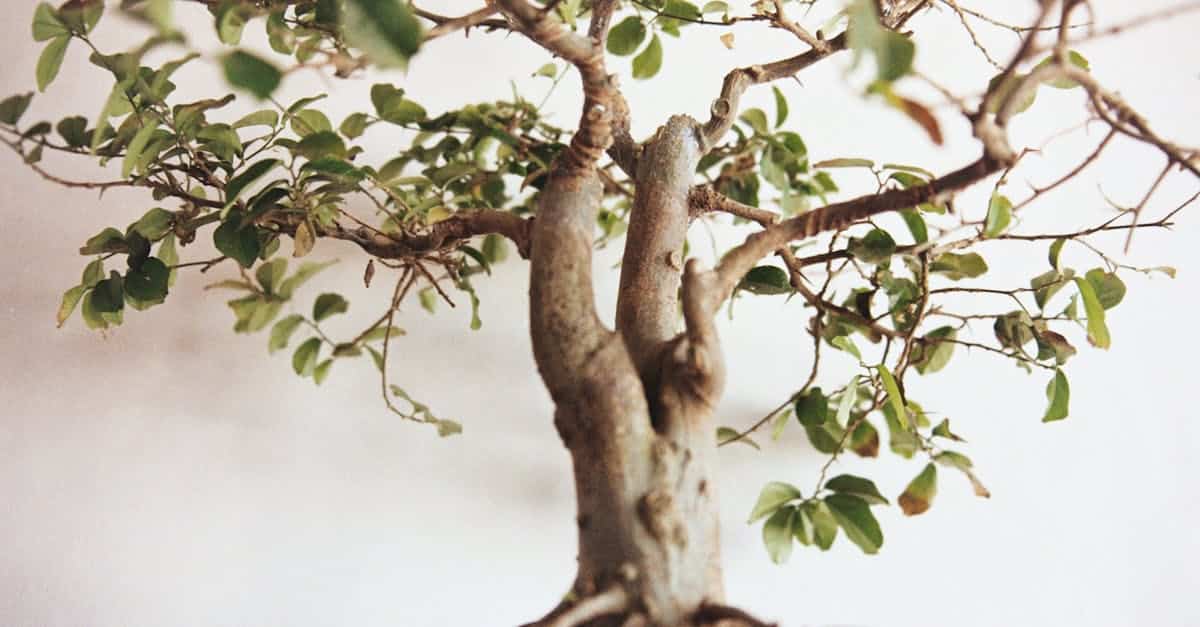 découvrez l'art fascinant du bonsaï, une pratique millénaire qui combine patience et créativité pour cultiver de magnifiques arbres miniatures. apprenez les techniques d'entretien et de style pour donner vie à votre propre jardin zen.