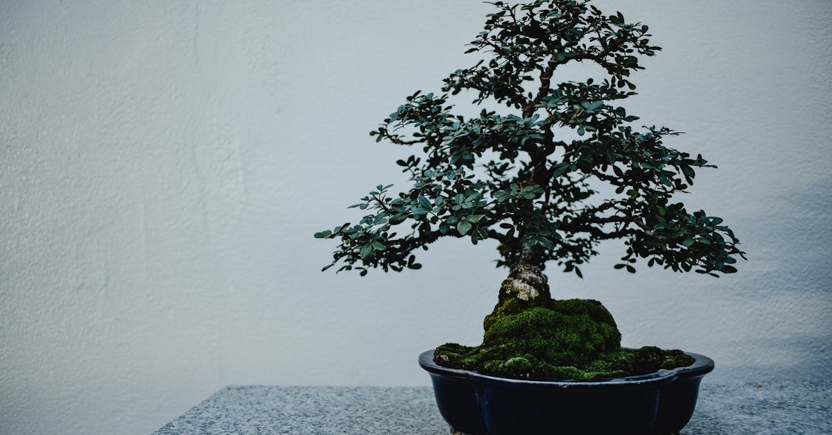 découvrez l'art du bonsaï, une pratique fascinante qui allie patience et créativité. apprenez à cultiver et entretenir ces magnifiques arbres miniatures, apportant sérénité et beauté à votre intérieur. explorez nos conseils, techniques et inspirations pour devenir un expert en bonsaï.