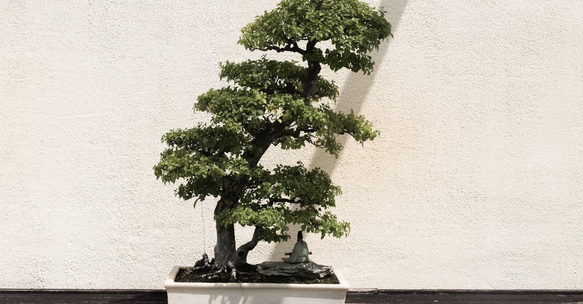 découvrez notre sélection de bonsaïs, des arbres miniatures fascinants, parfaits pour apporter une touche de sérénité et de nature à votre intérieur.