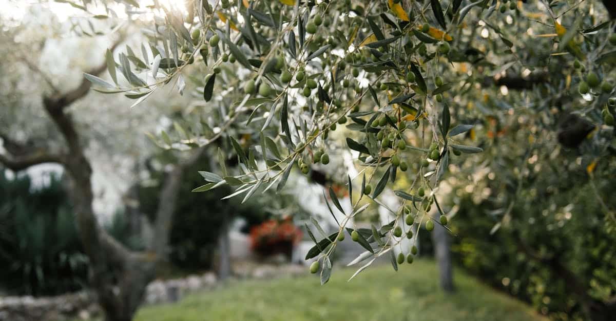 découvrez l'art et la culture du bonsaï d'olivier avec nos conseils pour cultiver et entretenir votre propre bonsaï d'olivier à la maison.