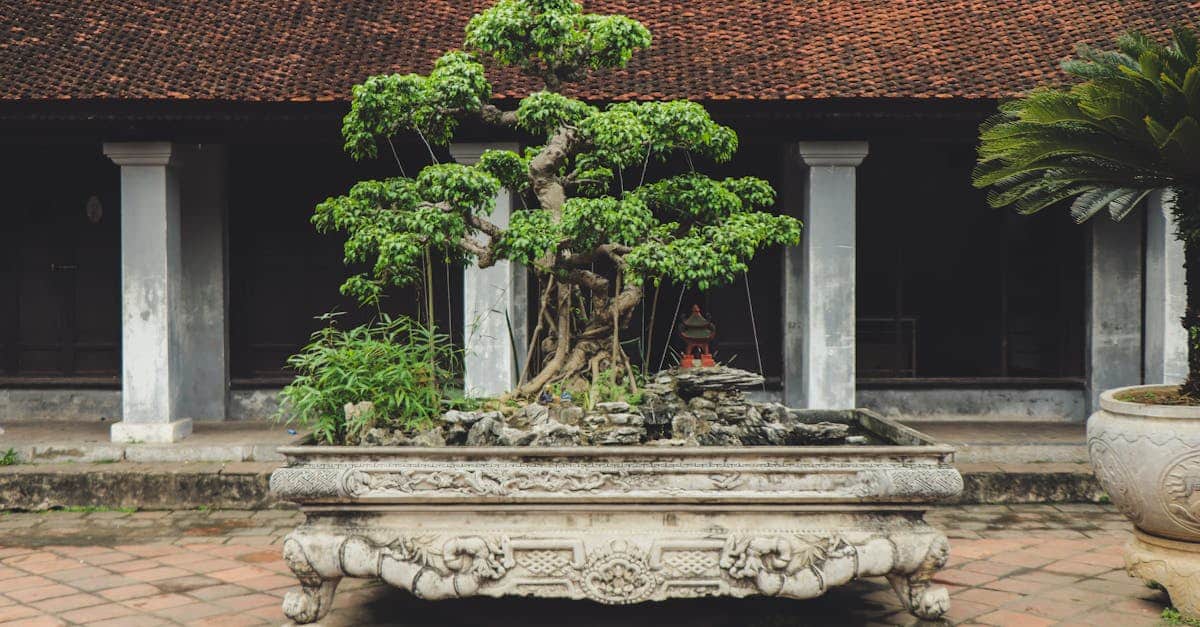 découvrez l'art du bonsaï, un héritage vivant de la culture japonaise qui allie patience et créativité. apprenez à cultiver et entretenir vos propres bonsaïs pour apporter une touche zen à votre intérieur ou jardin.