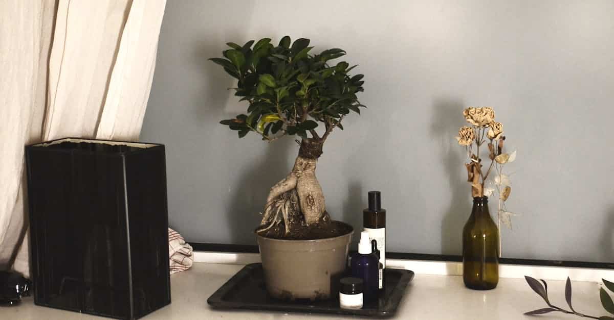 découvrez l'art fascinant du bonsaï, une pratique millénaire qui consiste à cultiver des arbres miniatures en utilisant des techniques de taille et de pot cultivation. apprenez à prendre soin de ces œuvres vivantes et apportez une touche zen à votre intérieur.