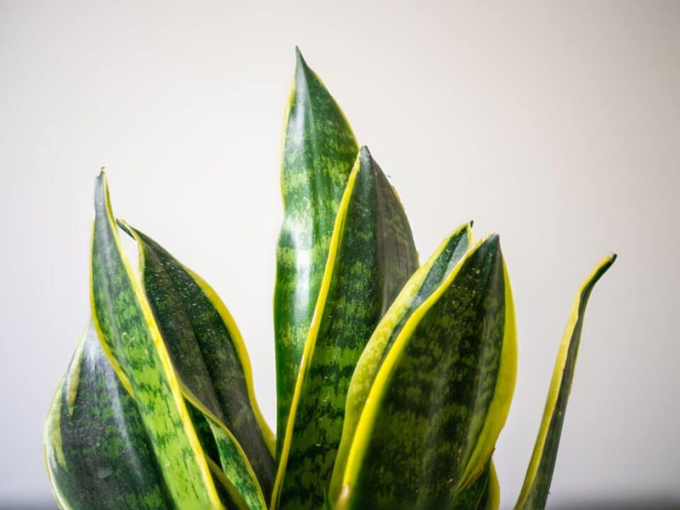 découvrez tout sur le ficus, une plante d'intérieur populaire et esthétique, idéale pour ajouter une touche de verdure à votre espace. apprenez à en prendre soin, à l'entretenir et à choisir parmi les différentes variétés.