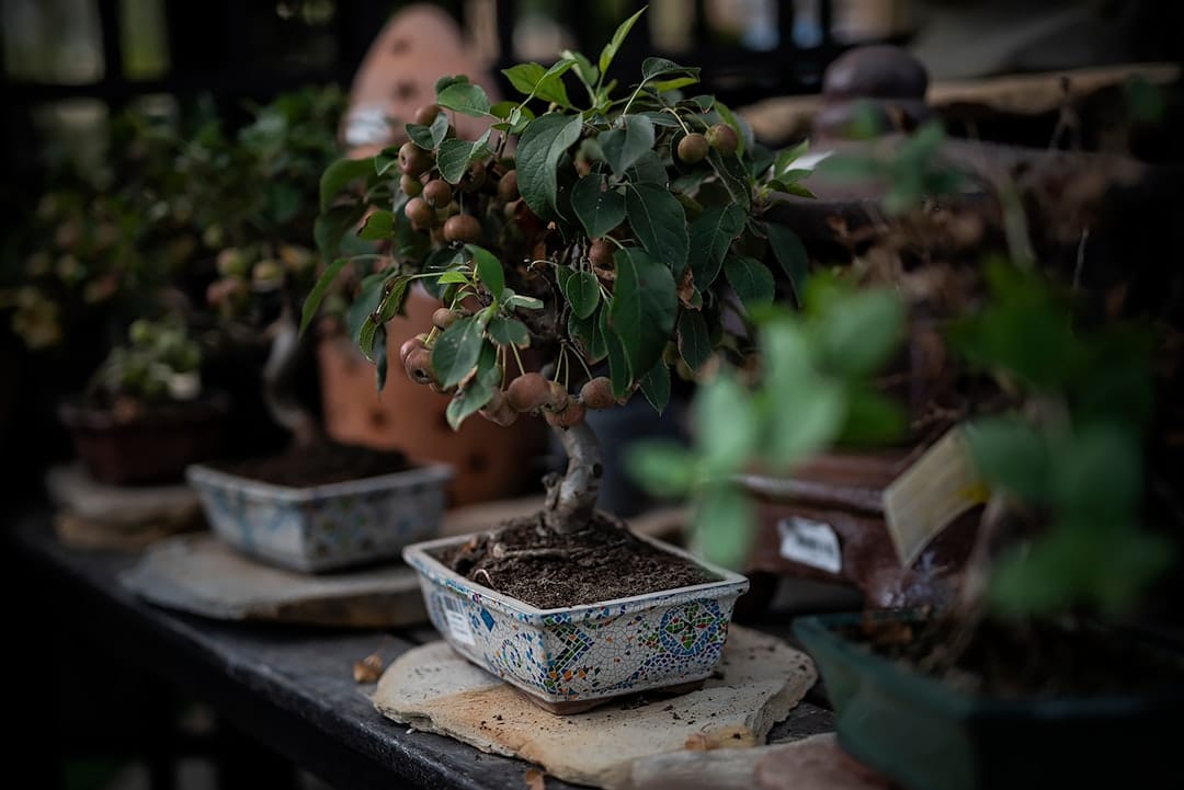 découvrez l'art fascinant du bonsaï, une tradition japonaise millénaire alliant patience et créativité. apprenez à cultiver et entretenir ces miniatures d'arbres, parfaites pour embellir votre intérieur ou votre jardin. explorez les différentes variétés et techniques pour maîtriser cet art délicat.