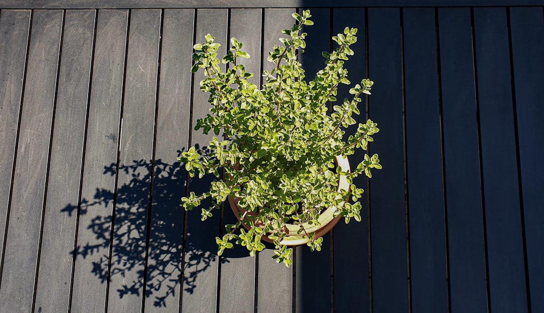 découvrez l'art délicat du bonsaï avec notre guide complet sur le bonsaï d'érable. apprenez à cultiver et entretenir cette plante exceptionnelle, connue pour ses feuillages colorés et sa beauté intemporelle. transformez votre espace en un havre de paix grâce à ces miniatures élégantes.