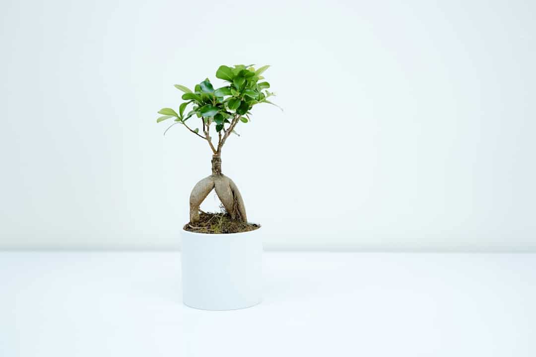 découvrez l'art du bonsaï, une tradition japonaise qui transforme de simples arbres en véritables œuvres d'art miniatures. apprenez à cultiver et entretenir ces plantes délicates pour apporter une touche zen à votre intérieur.