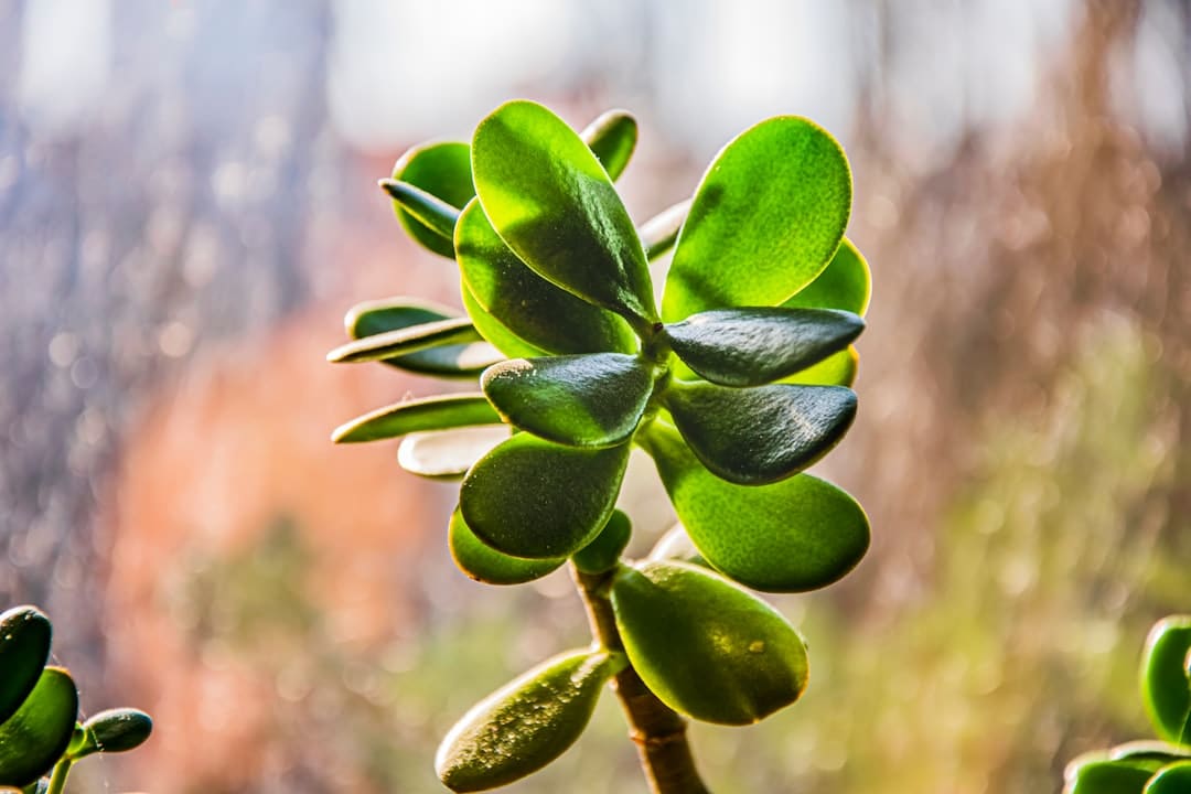 découvrez la crassula, une plante succulente fascinante qui apporte une touche de verdure à votre intérieur. apprenez à l'entretenir facilement et explorez ses variétés pour embellir votre décoration.