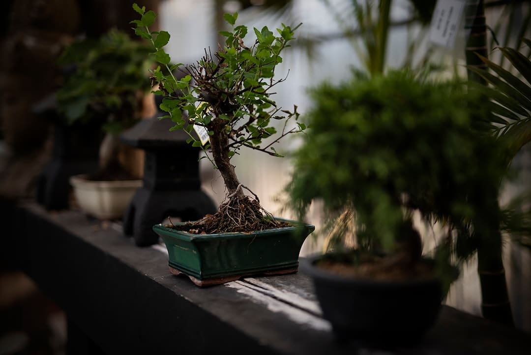 découvrez l'art fascinant du bonsaï, une pratique millénaire qui célèbre la beauté des arbres miniatures. apprenez les techniques de culture, d'entretien et d'élevage pour créer votre propre jardin zen à domicile.