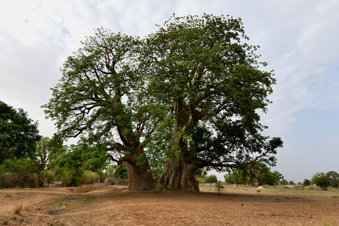 découvrez l'arbre majestueux du baobab, symbole de force et de longévité, connu pour ses incroyables propriétés nutritives et médicinales. plongez dans l'univers fascinant de cet arbre emblématique, ses multiples usages, et son importance dans les écosystèmes africains.