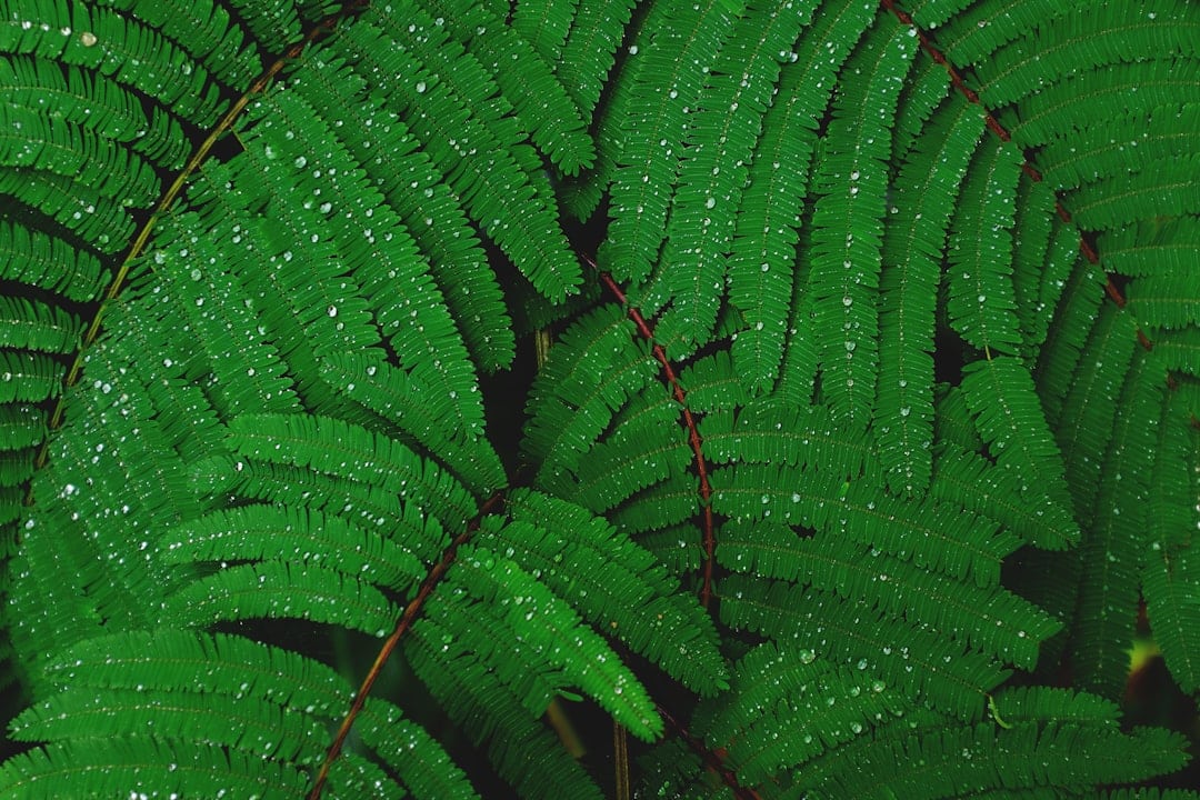 découvrez le phénomène du 'leaf drop', un processus naturel où les feuilles des plantes tombent pour préserver l'énergie et s'adapter aux conditions environnementales. apprenez comment ce mécanisme affecte la santé des arbres et des plantes, et les meilleures pratiques pour favoriser une croissance durable.