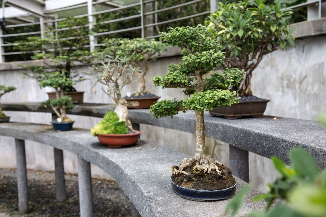 découvrez le monde fascinant des bonsaïs de châtaignier. apprenez à cultiver et entretenir ces arbres miniatures uniques, symboles de sagesse et de patience. transformez votre espace avec un bonzaï châtaignier, alliant beauté naturelle et art traditionnel.