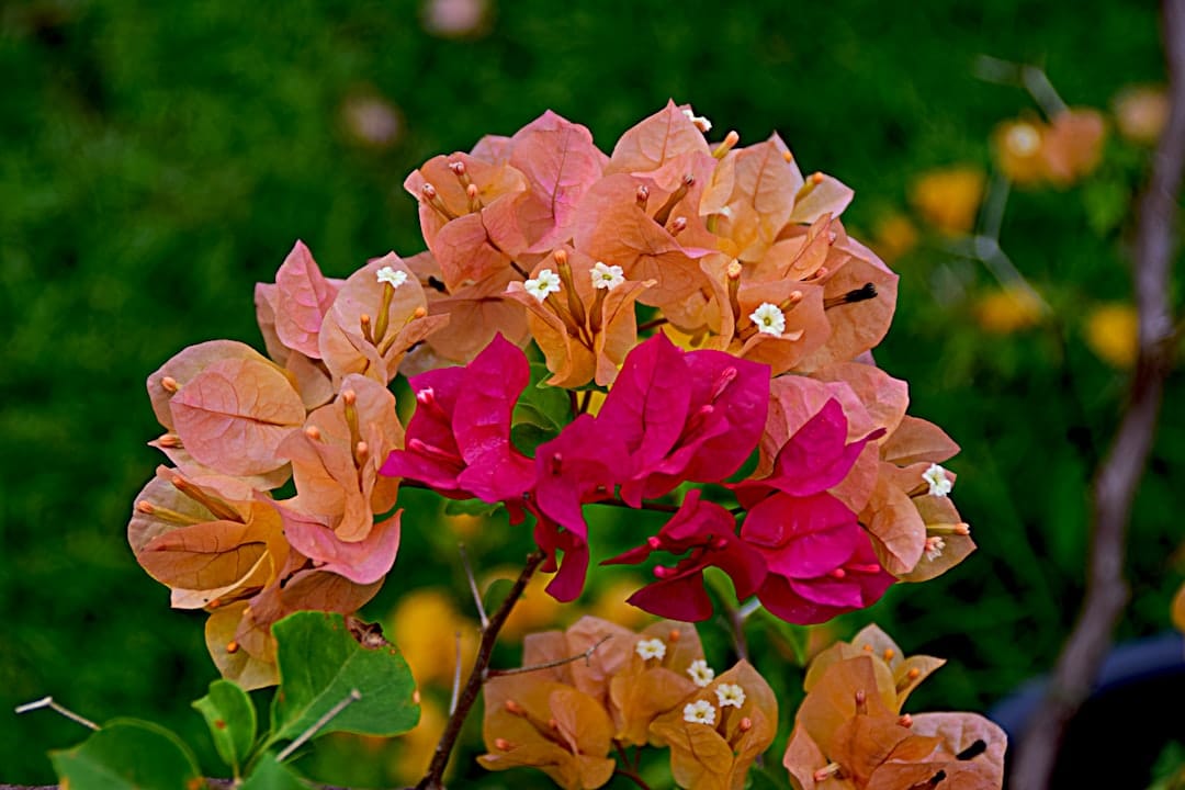 découvrez la beauté éclatante du bougainvillier, une plante grimpante aux fleurs colorées qui embellit vos jardins et terrasses. apprenez à cultiver et entretenir cette espèce exotique pour profiter de sa floraison spectaculaire tout au long de l'année.