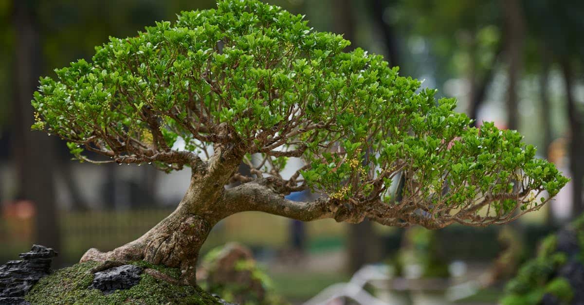 découvrez l'art du bonsaï, cette pratique fascinante de miniaturisation des arbres. apprenez les techniques de culture, d'entretien et d'esthétique pour créer votre propre chef-d'œuvre vivant, symbole de sérénité et de patience.