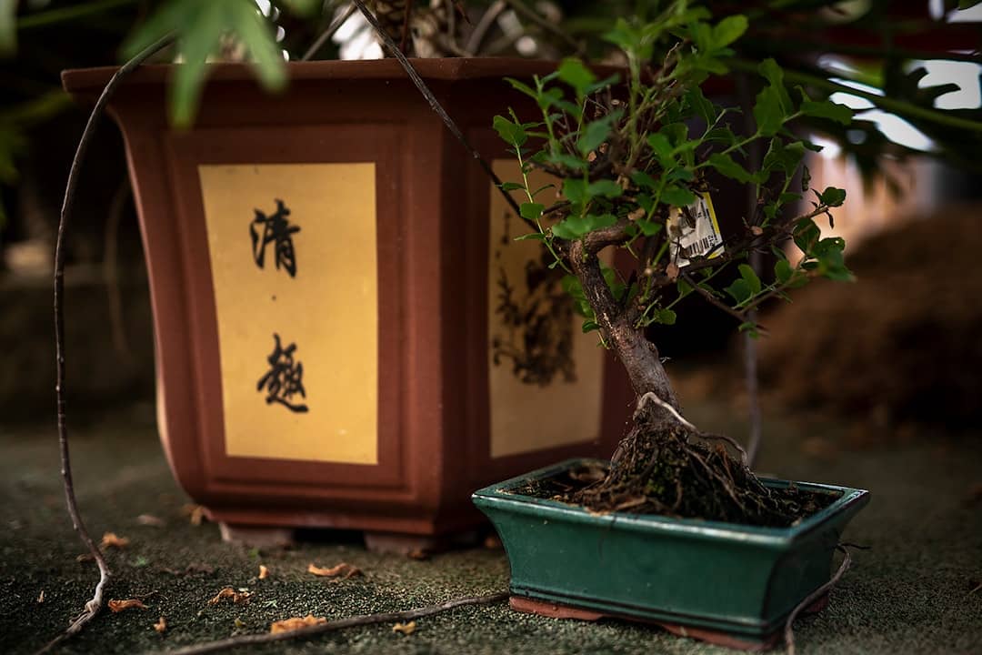 découvrez l'univers fascinant des bonsaïs, ces arbres miniatures sculptés avec soin qui apportent sérénité et beauté à votre intérieur. apprenez les techniques de culture, d'entretien et explorez les variétés uniques pour devenir un expert en bonsaïs.