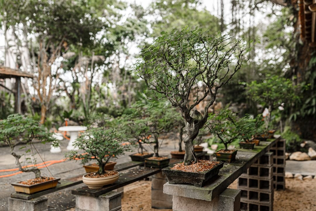 découvrez l'art du bonsaï, cette pratique ancestrale japonaise qui consiste à cultiver de miniatures arbres, alliant patience et esthétique. apprenez les techniques de taille, d'arrosage et d'entretien pour créer votre propre jardin miniature chez vous.