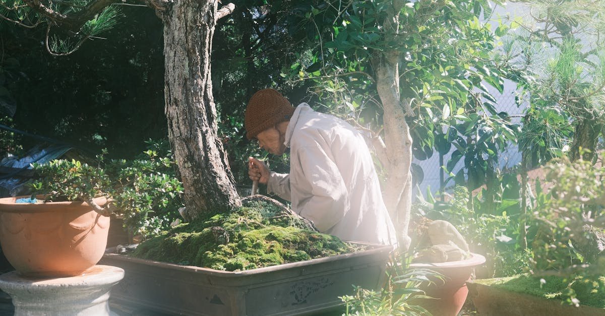 découvrez l'art du bonsaï, une pratique fascinante qui allie patience et esthétisme. apprenez à cultiver, tailler et entretenir ces magnifiques arbres miniatures pour apporter une touche zen à votre intérieur.