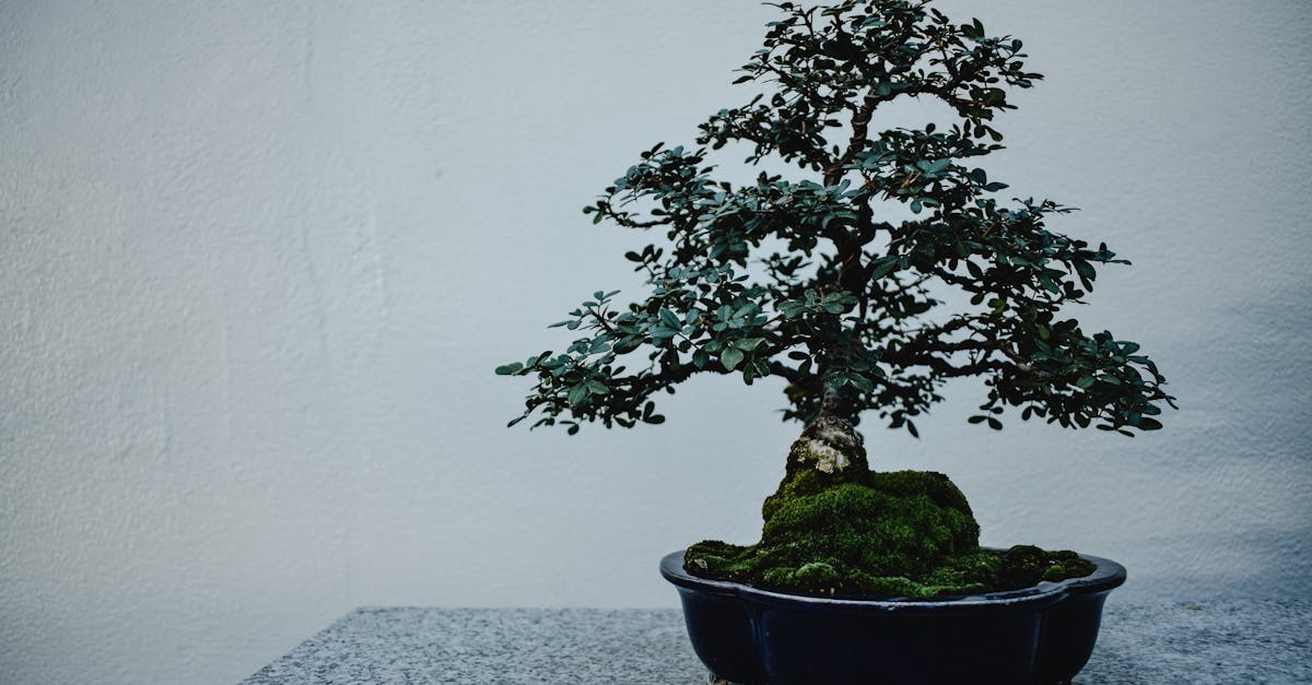 découvrez l'univers fascinant du bonsaï carmona, avec ses feuilles brillantes et son allure élégante. apprenez à entretenir cette plante délicate pour transformer votre espace en un jardin zen unique.