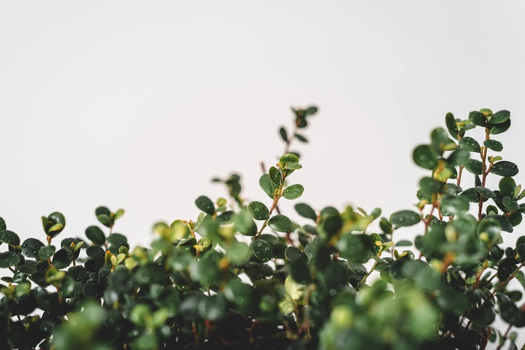 découvrez le ficus, une plante d'intérieur populaire aux multiples variétés. apprenez à l'entretenir pour bénéficier de ses bienfaits décoratifs et aéré votre espace de vie.