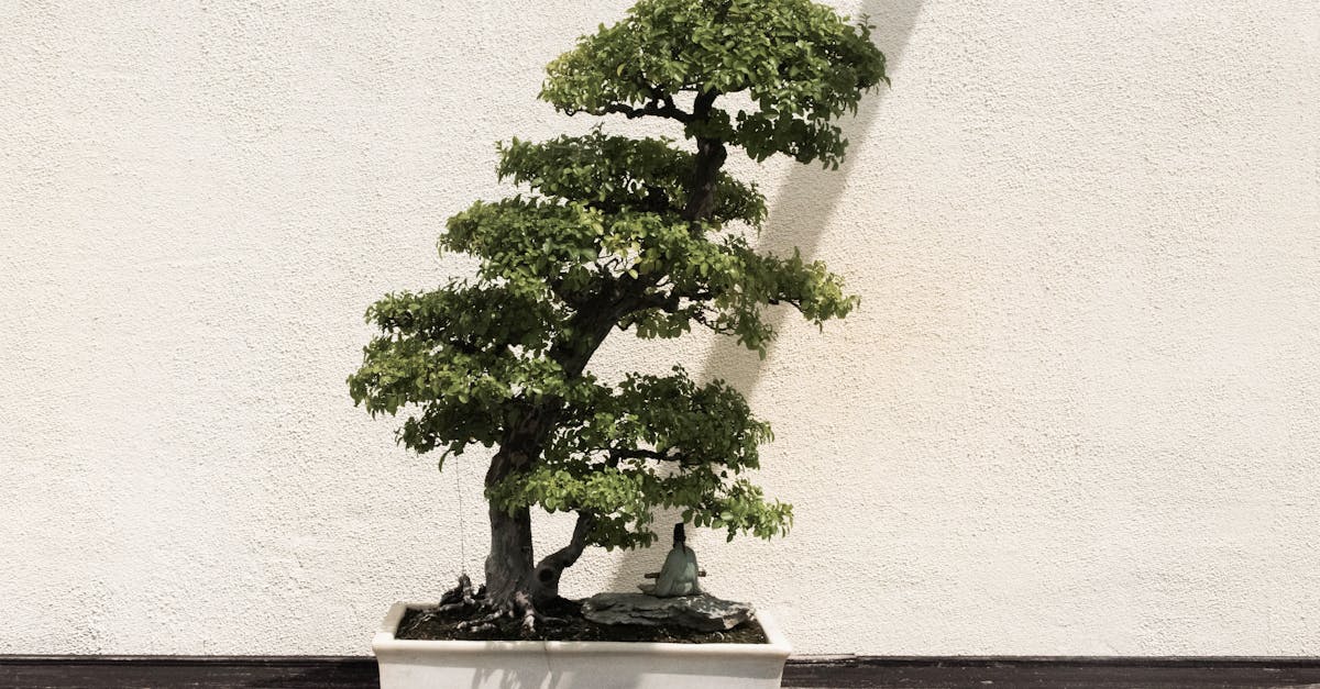 découvrez le set lego bonsai, une expérience de construction apaisante qui vous permet de créer un magnifique bonsaï en blocs lego. parfait pour les amateurs de jardinage et de lego, ce modèle capture l'essence de la nature tout en ajoutant une touche zen à votre décoration.