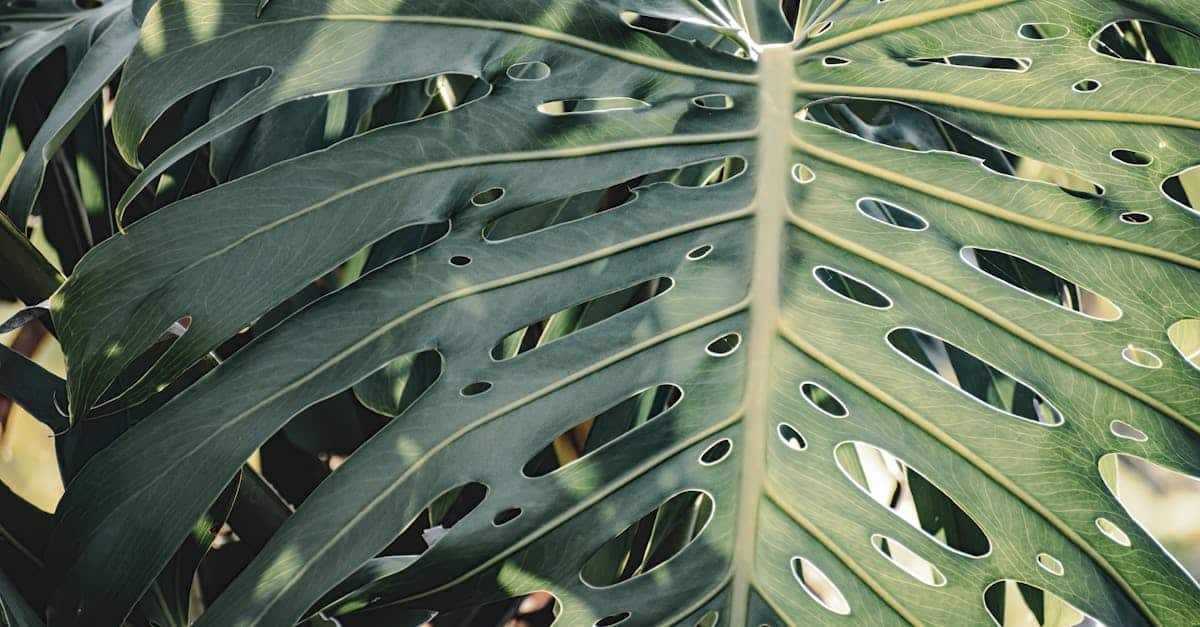 découvrez la monstera, une plante d'intérieur incontournable qui apporte une touche tropicale à votre décor. apprenez à en prendre soin et explorez les variétés fascinantes de cette plante à grandes feuilles.