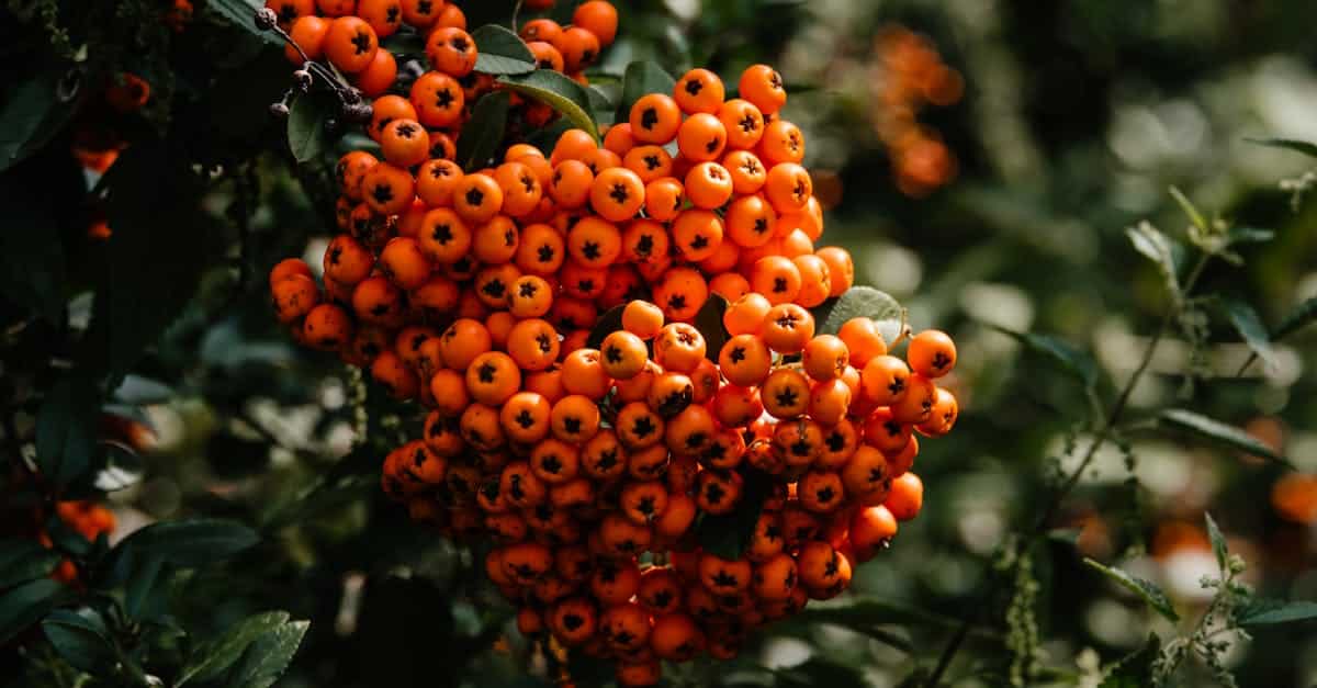 découvrez le pyracantha, une plante robuste et ornementale, célèbre pour ses baies colorées et sa capacité à se développer dans divers types de sols. apprenez à cultiver et entretenir cette espèce à feuillage persistant pour embellir votre jardin tout en attirant les oiseaux.